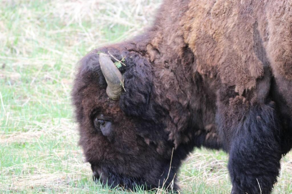 Bison Lodge - Lg Home - 2 Bedrooms - Less Than 5 Miles To Yellowstone North Entrance, Sleeps Up To 8 Gardiner Εξωτερικό φωτογραφία
