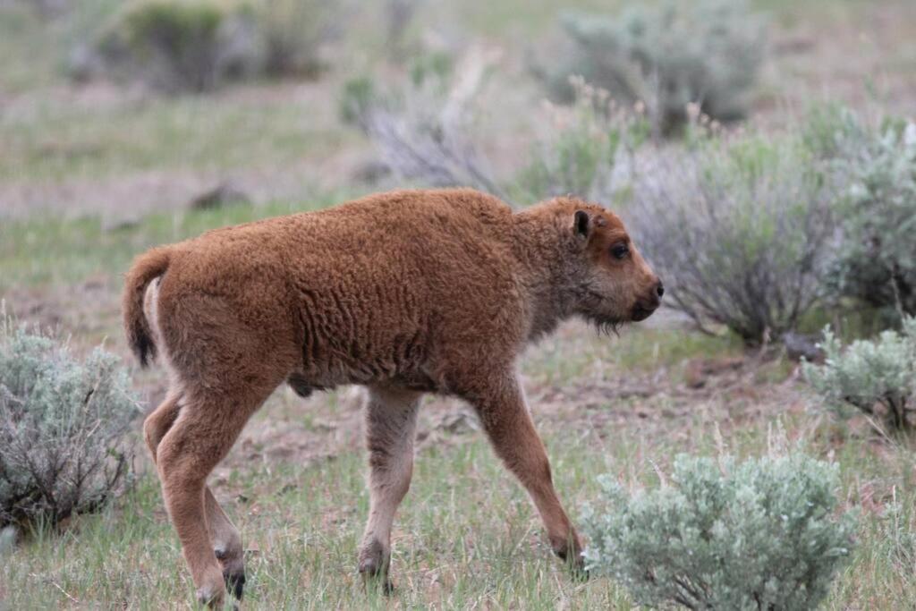 Bison Lodge - Lg Home - 2 Bedrooms - Less Than 5 Miles To Yellowstone North Entrance, Sleeps Up To 8 Gardiner Εξωτερικό φωτογραφία