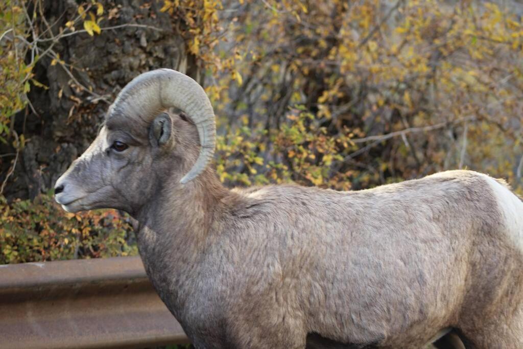 Bison Lodge - Lg Home - 2 Bedrooms - Less Than 5 Miles To Yellowstone North Entrance, Sleeps Up To 8 Gardiner Εξωτερικό φωτογραφία